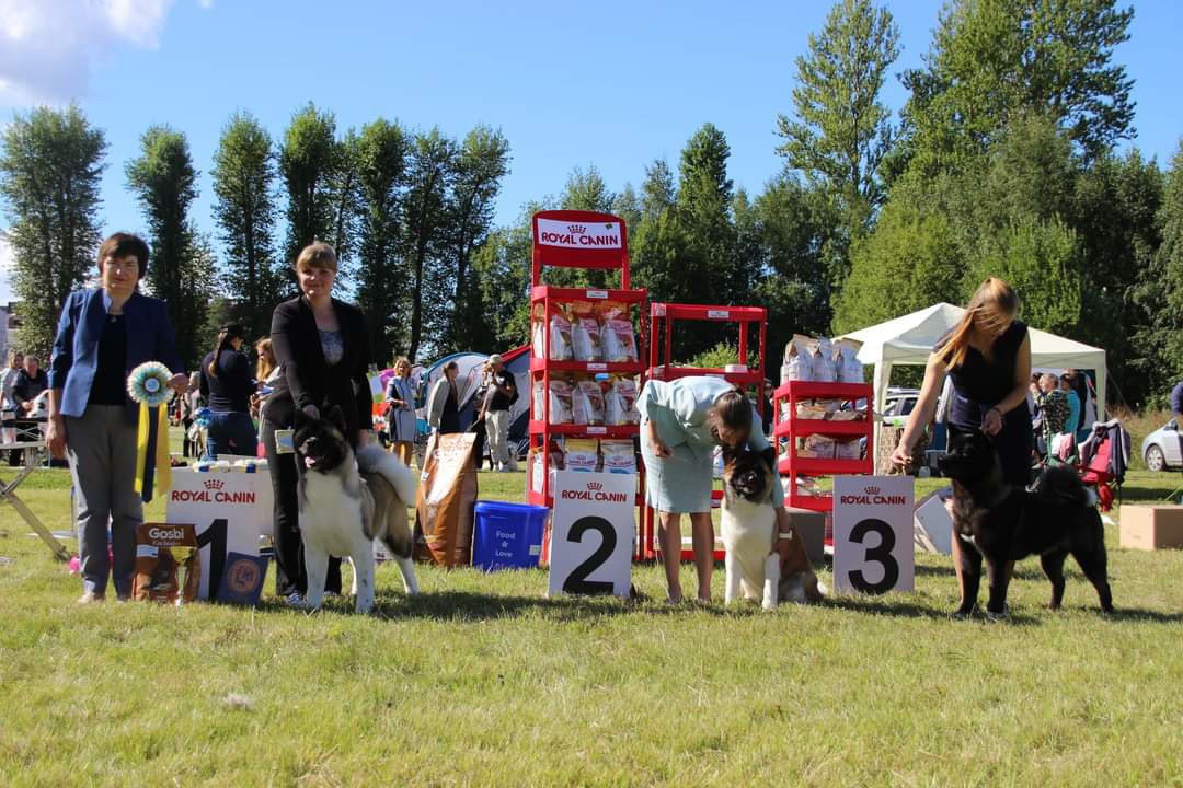 Американская акита питомник RUBYLIGHT. Американская акита I Сиба ину I Питомник RUBYLIGHT