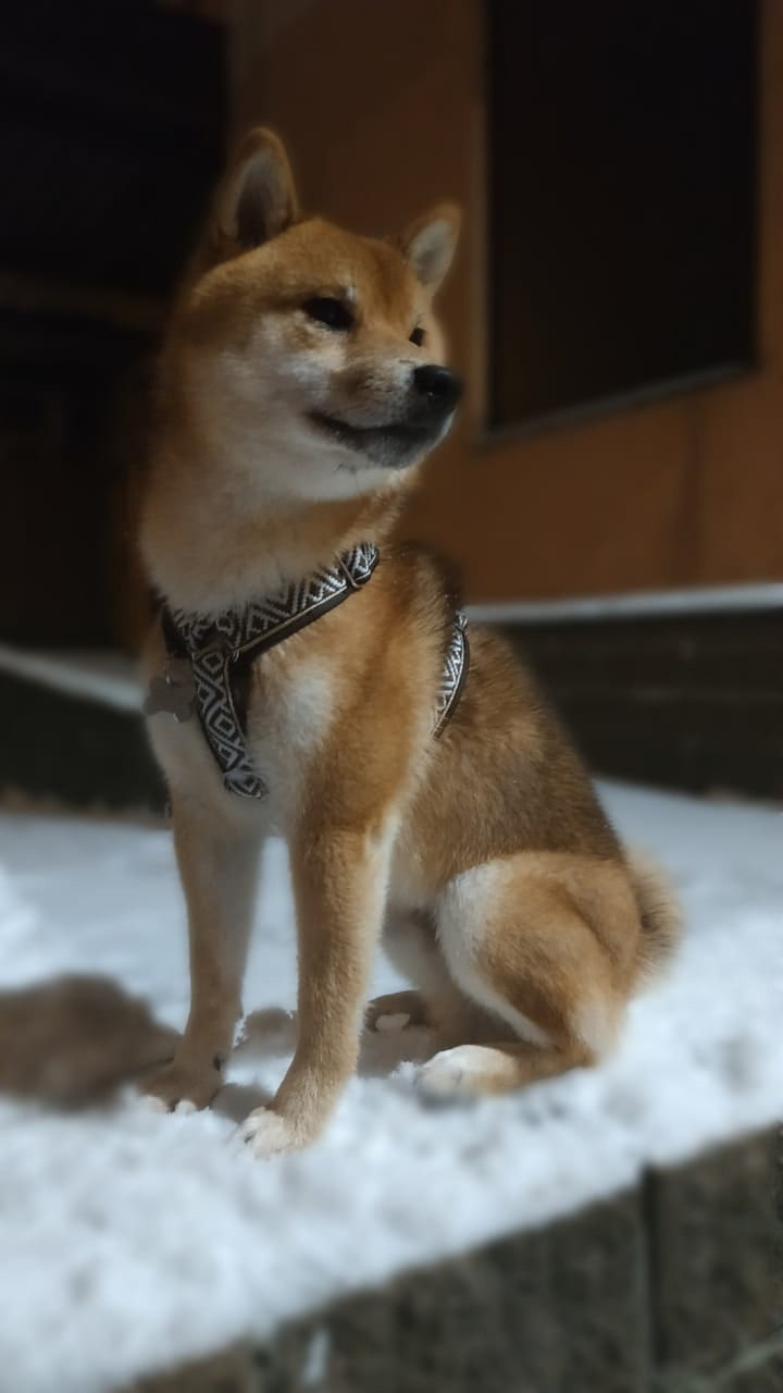 Сиба питомник RUBYLIGHT. Американская акита I Сиба ину I Питомник RUBYLIGHT
