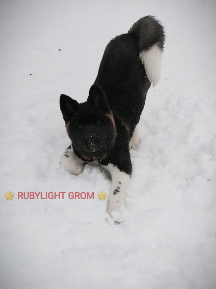 Rubylight Grom Американская акита питомник Рубилайт