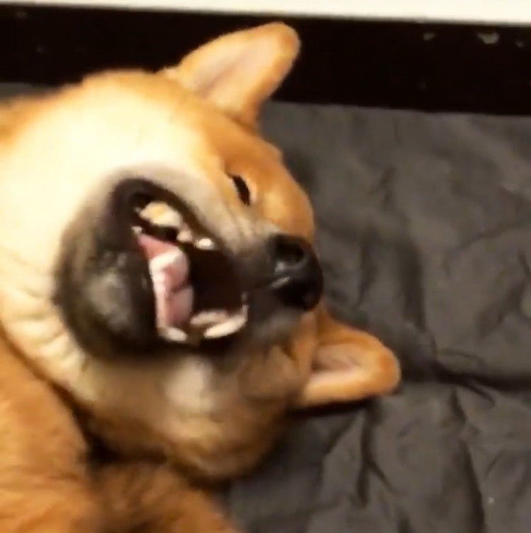 RUBYLIGHT DIN WINCHESTER. AMERICAN AKITA RUBYLIGHT KENNEL I SHIBA-INU