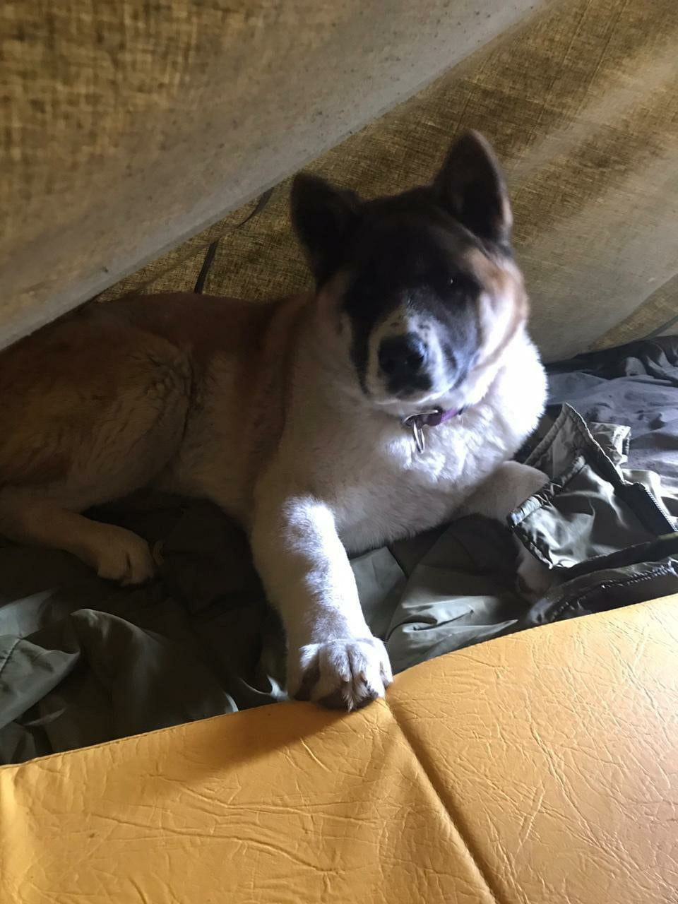 RUBYLIGHT EGEVIKA. AMERICAN AKITA RUBYLIGHT KENNEL I SHIBA-INU