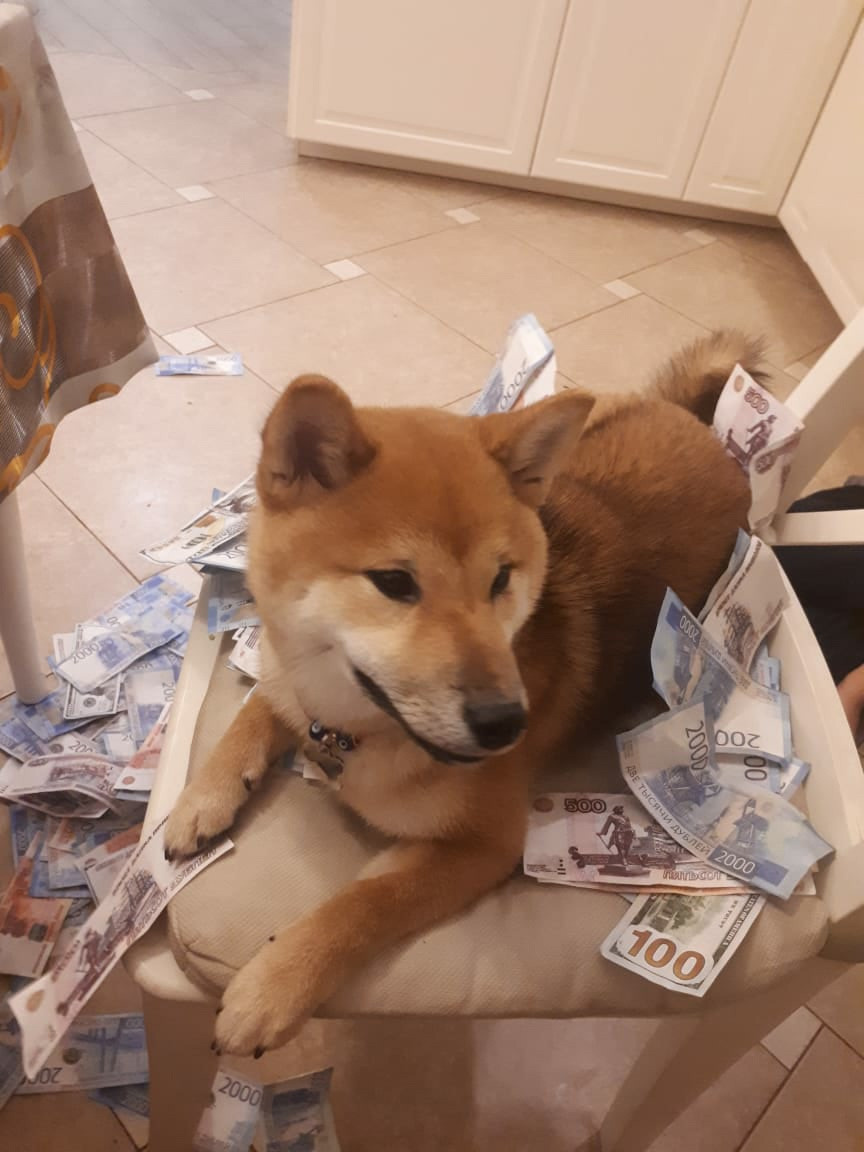 RUBYLIGHT DOLL * Долька (Отец: Хиро * HANDZIMEMESITE HIRO , Мать: Дэва * ZOLOTO PARTII DEVANA GODDESS OF HUNT) сиба