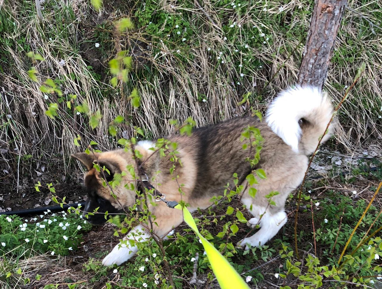 RUBYLIGHT BISHAMON * Тиль. AMERICAN AKITA RUBYLIGHT KENNEL I SHIBA-INU