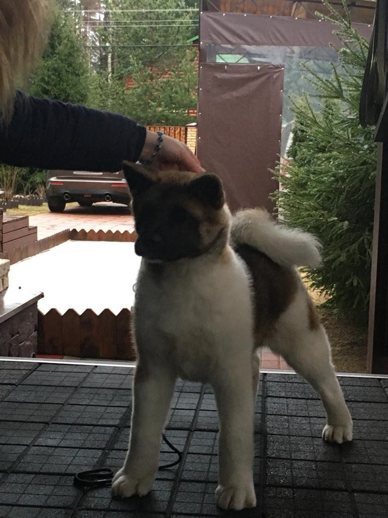 Американская акита питомник RUBYLIGHT. Американская акита I Сиба ину I Питомник RUBYLIGHT