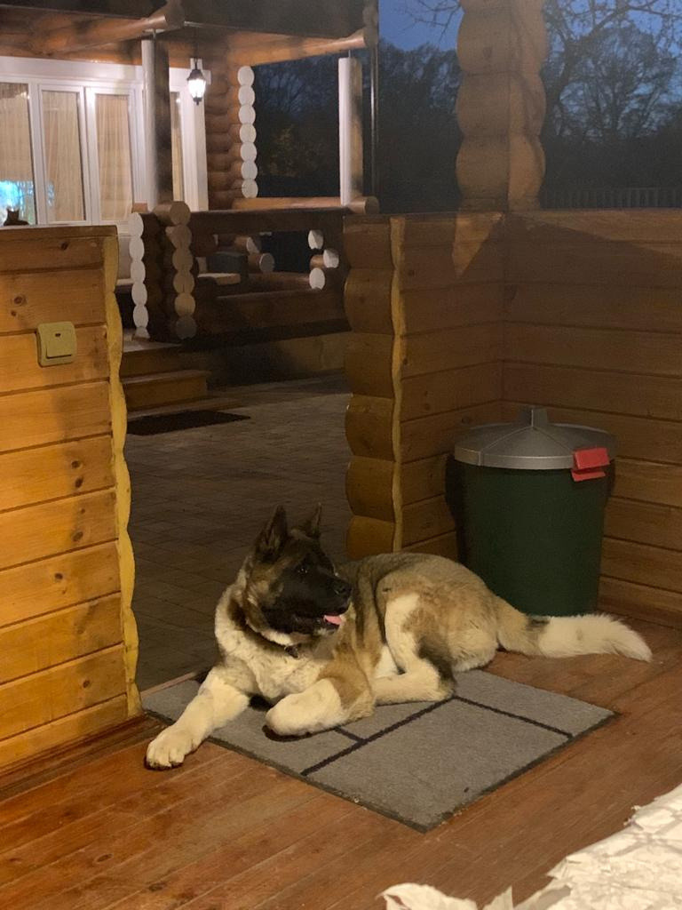 Американская акита питомник RUBYLIGHT. Американская акита I Сиба ину I Питомник RUBYLIGHT