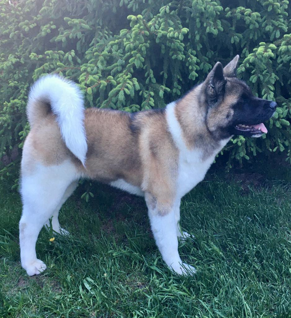 Американская акита питомник RUBYLIGHT. Американская акита I Сиба ину I Питомник RUBYLIGHT