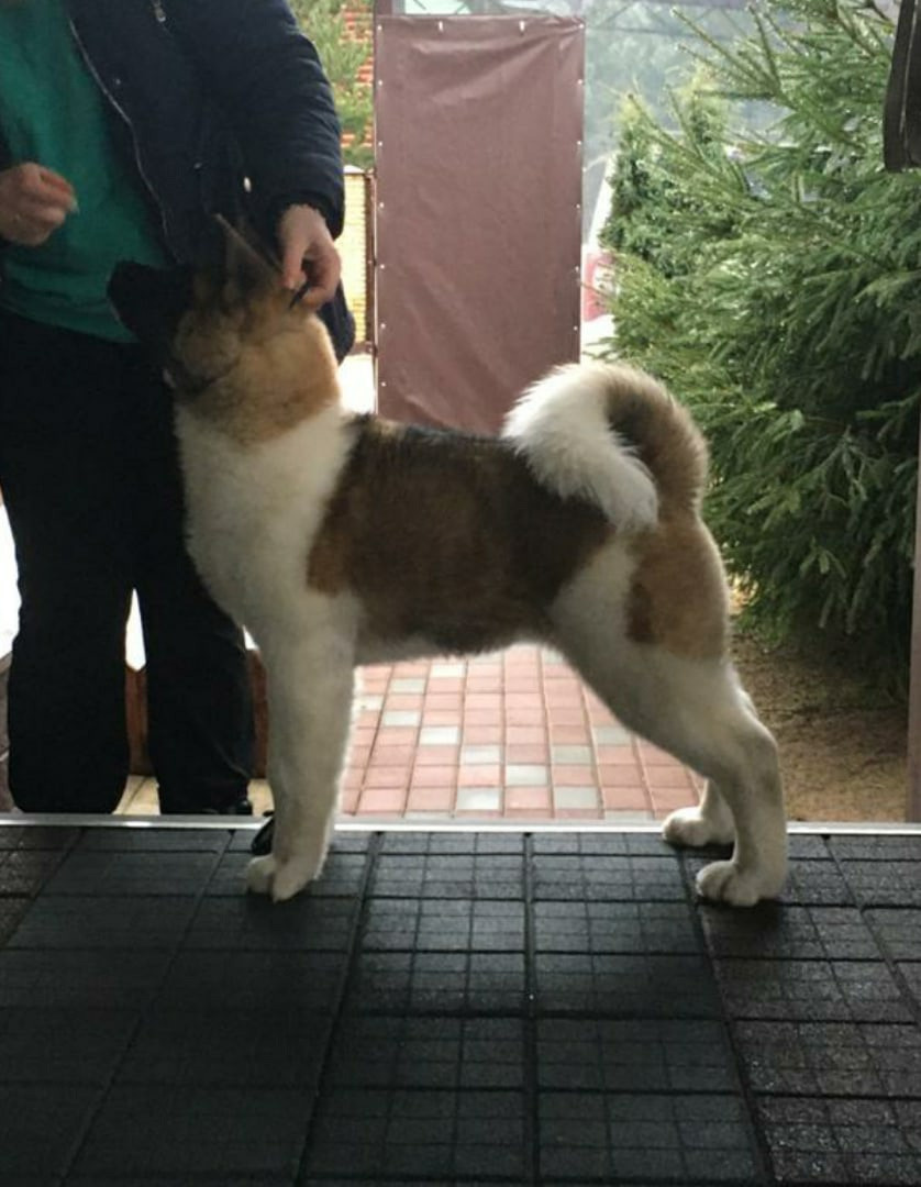 Американская акита питомник RUBYLIGHT. Американская акита I Сиба ину I Питомник RUBYLIGHT