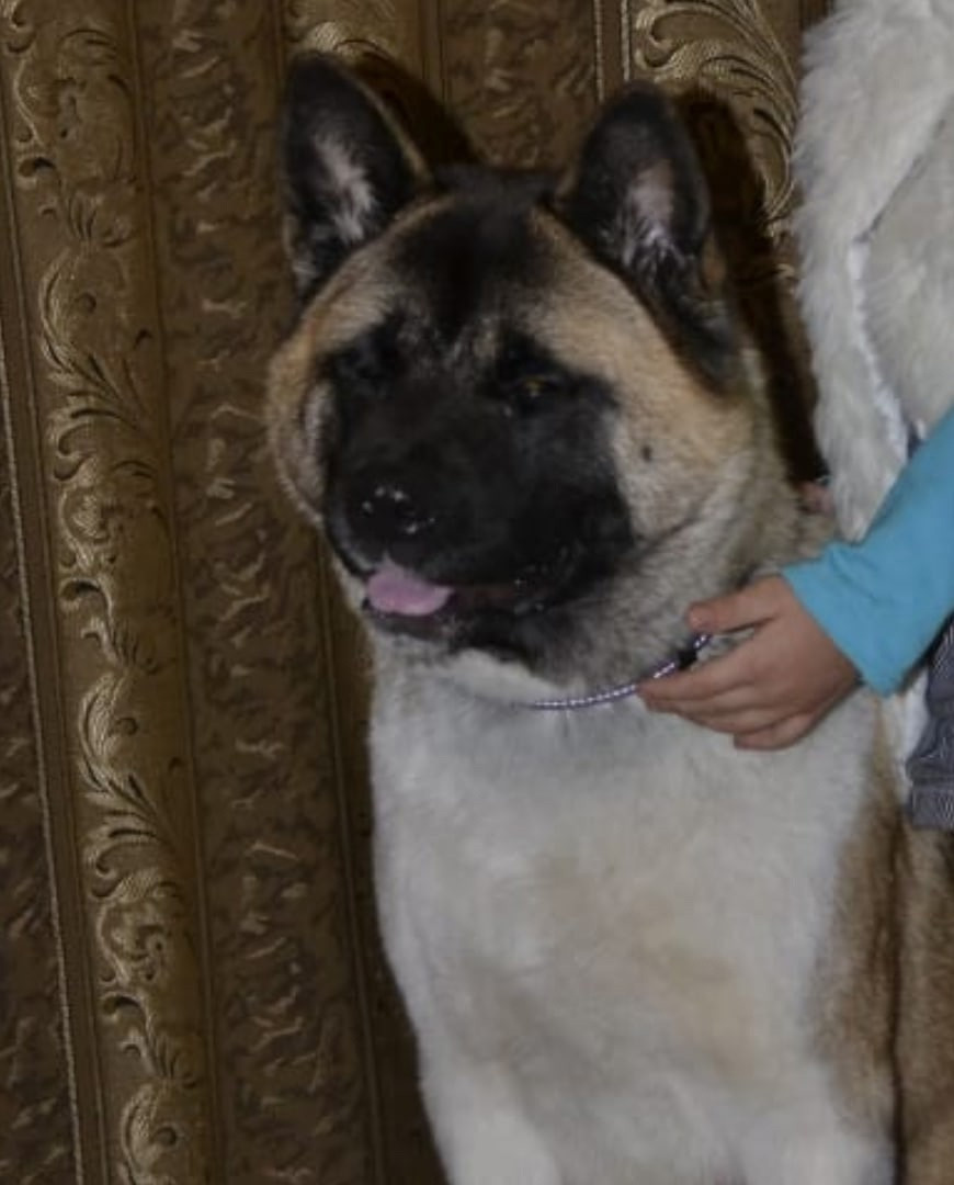 Американская акита питомник RUBYLIGHT. Американская акита I Сиба ину I Питомник RUBYLIGHT