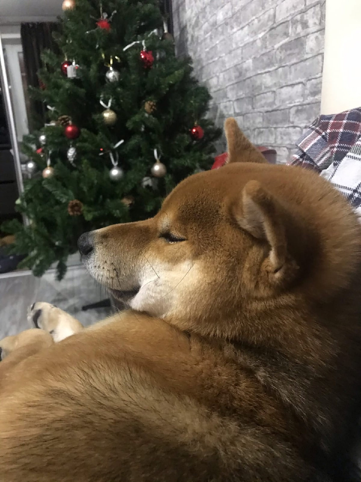 RUBYLIGHT DIN WINCHESTER. AMERICAN AKITA RUBYLIGHT KENNEL I SHIBA-INU