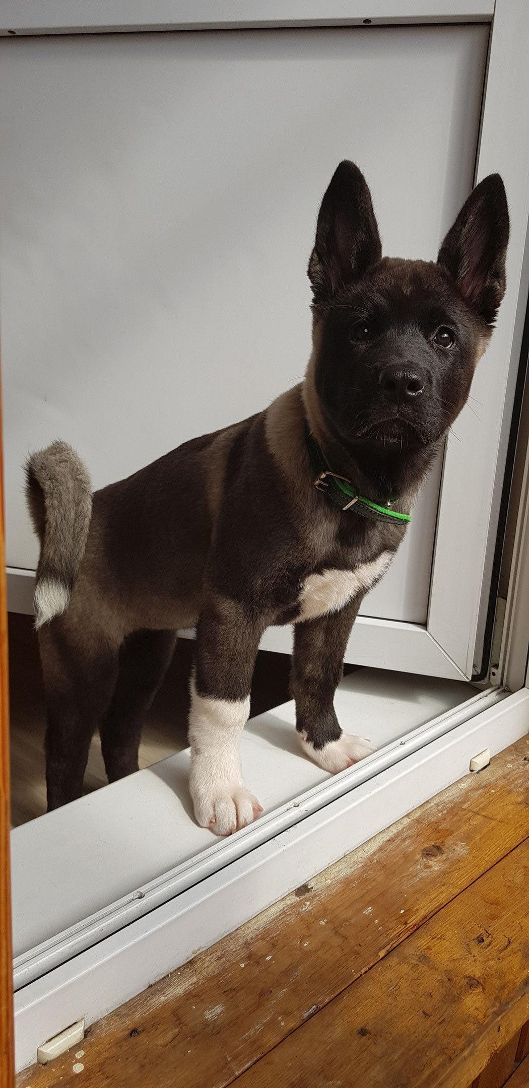 Американская акита питомник RUBYLIGHT. Американская акита I Сиба ину I Питомник RUBYLIGHT