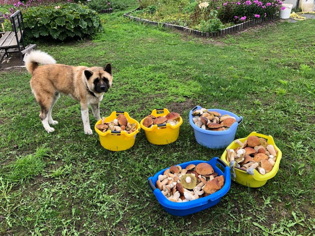 RUBYLIGHT BISHAMON * Тиль. AMERICAN AKITA RUBYLIGHT KENNEL I SHIBA-INU