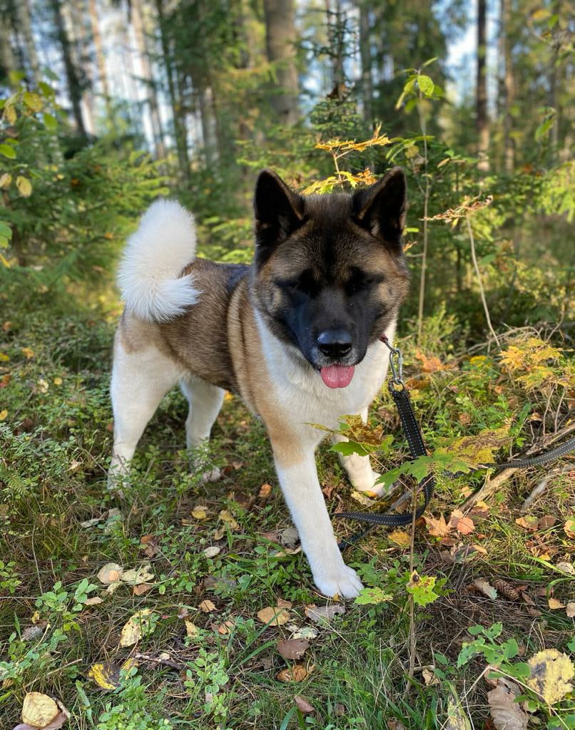 Американская акита питомник RUBYLIGHT. Американская акита I Сиба ину I Питомник RUBYLIGHT