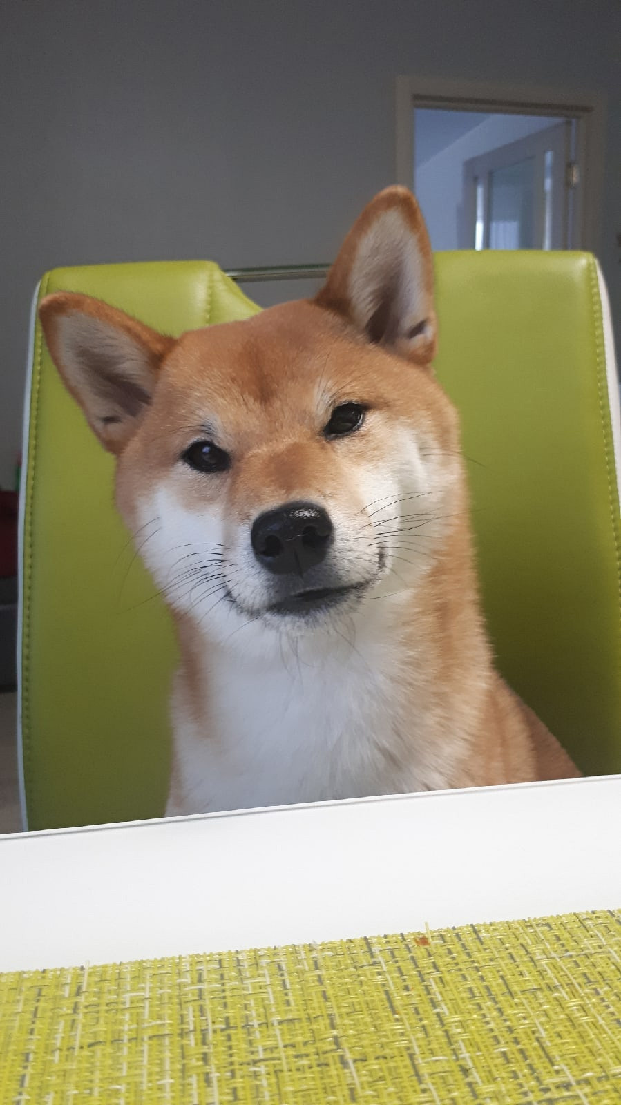 RUBYLIGHT DOLL * Долька (Отец: Хиро * HANDZIMEMESITE HIRO , Мать: Дэва * ZOLOTO PARTII DEVANA GODDESS OF HUNT) сиба