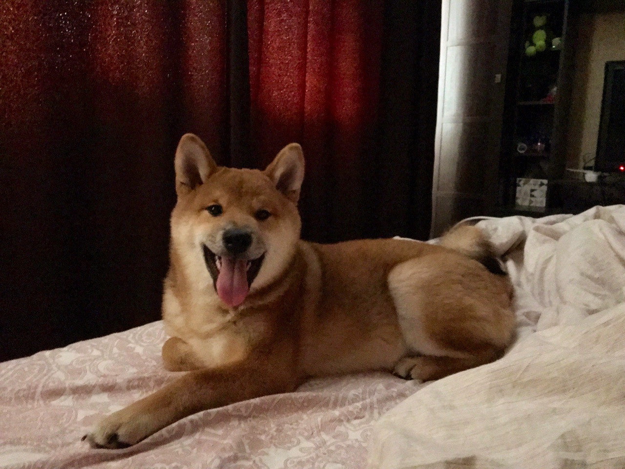 RUBYLIGHT DIN WINCHESTER. AMERICAN AKITA RUBYLIGHT KENNEL I SHIBA-INU