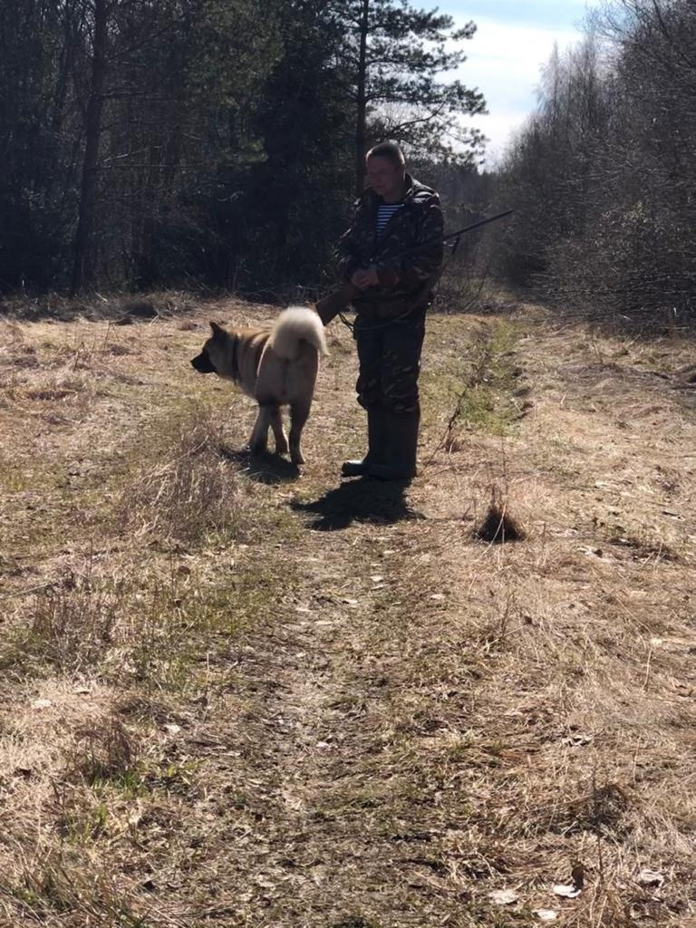 RUBYLIGHT BISHAMON * Тиль. AMERICAN AKITA RUBYLIGHT KENNEL I SHIBA-INU