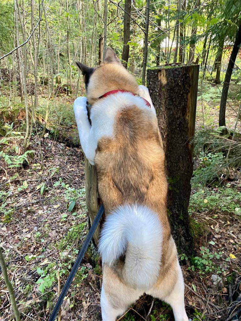 Американская акита питомник RUBYLIGHT. Американская акита I Сиба ину I Питомник RUBYLIGHT