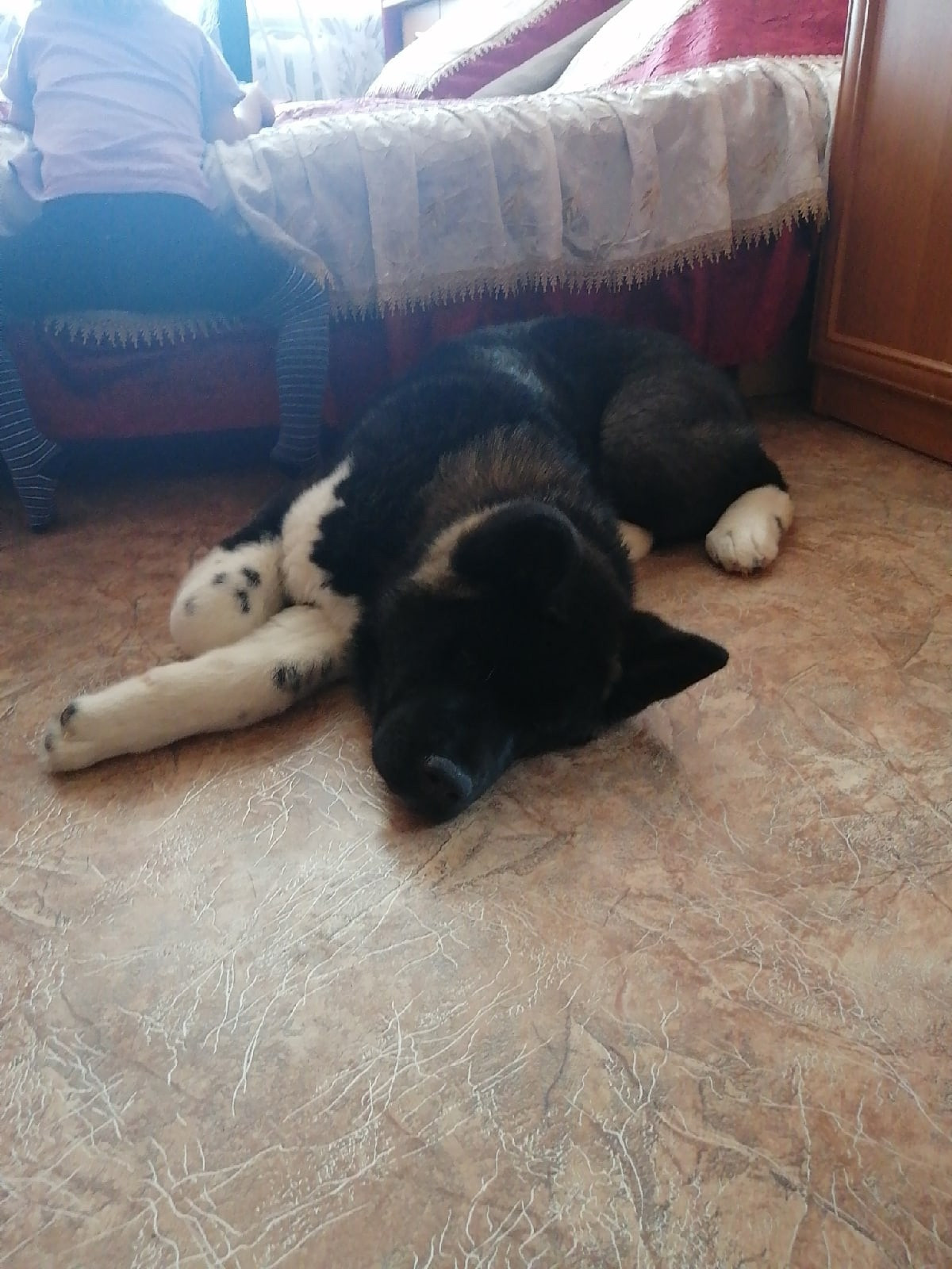 Rubylight Grom Американская акита питомник Рубилайт