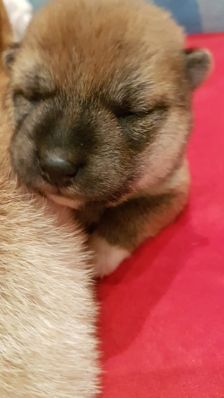 RUBYLIGHT NIKOLE, Отец: SHIOMARU EVER DREAM Мать: TRIUMF SIBIRI AKIKO CHIKAKO, Санкт-Петербург, RUBYLIGHT kennel