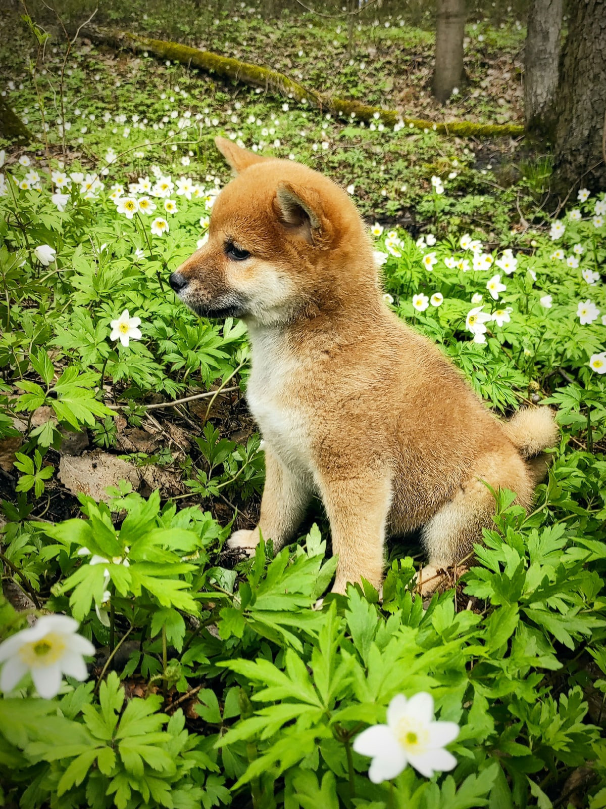 RUBYLIGHT Judy. AMERICAN AKITA RUBYLIGHT KENNEL I SHIBA-INU