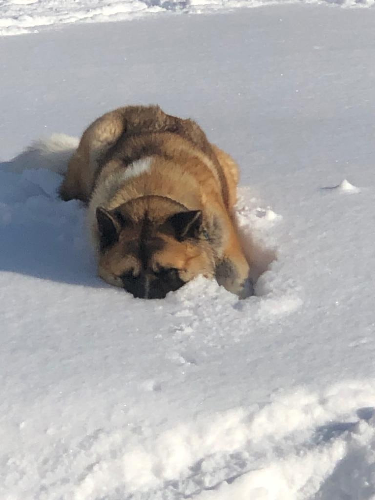 RUBYLIGHT BISHAMON * Тиль. AMERICAN AKITA RUBYLIGHT KENNEL I SHIBA-INU