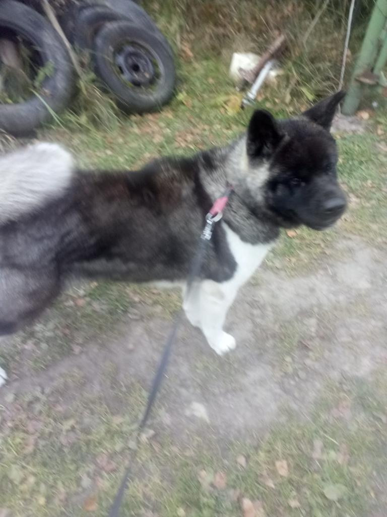 RUBYLIGHT GLAMUR * Глаша. AMERICAN AKITA RUBYLIGHT KENNEL I SHIBA-INU