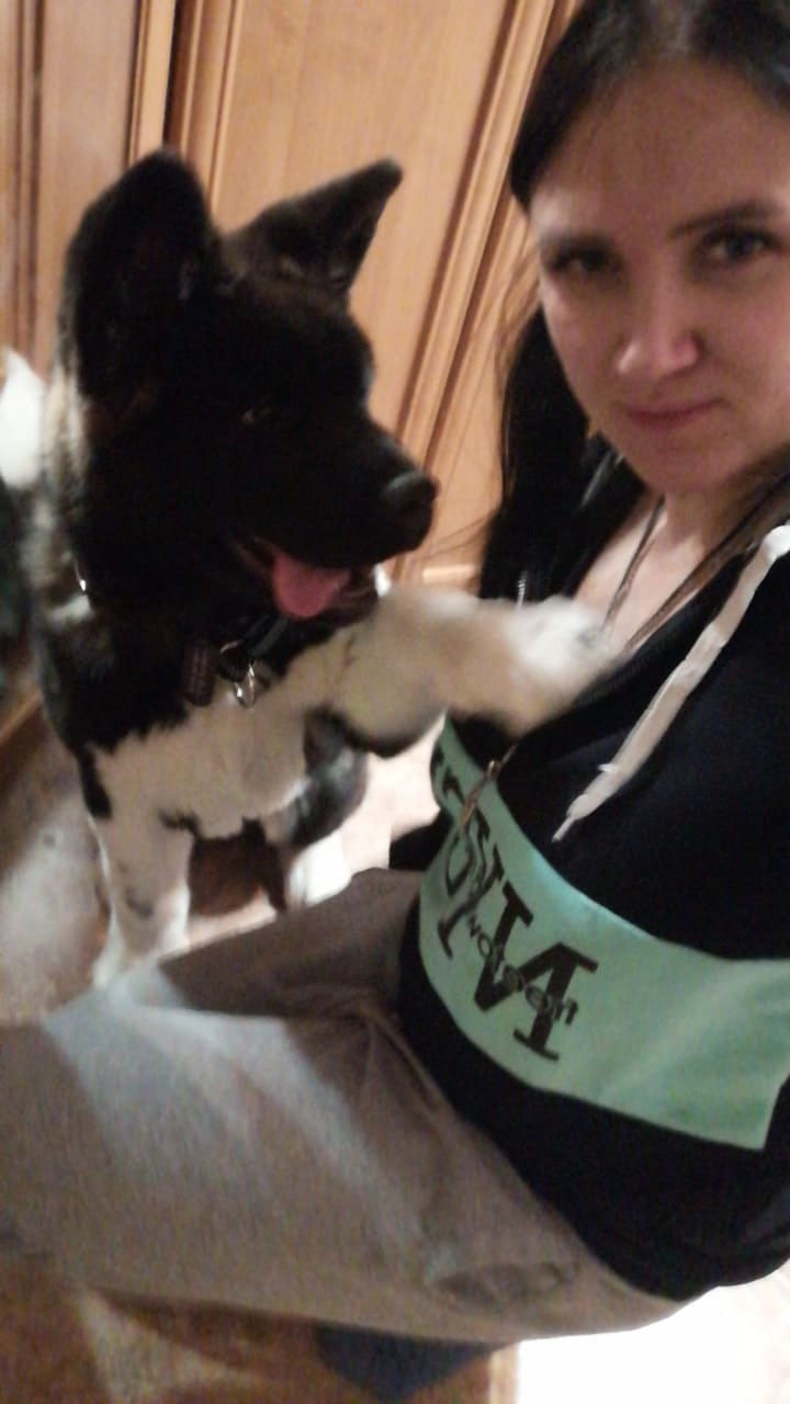 Rubylight Grom Американская акита питомник Рубилайт