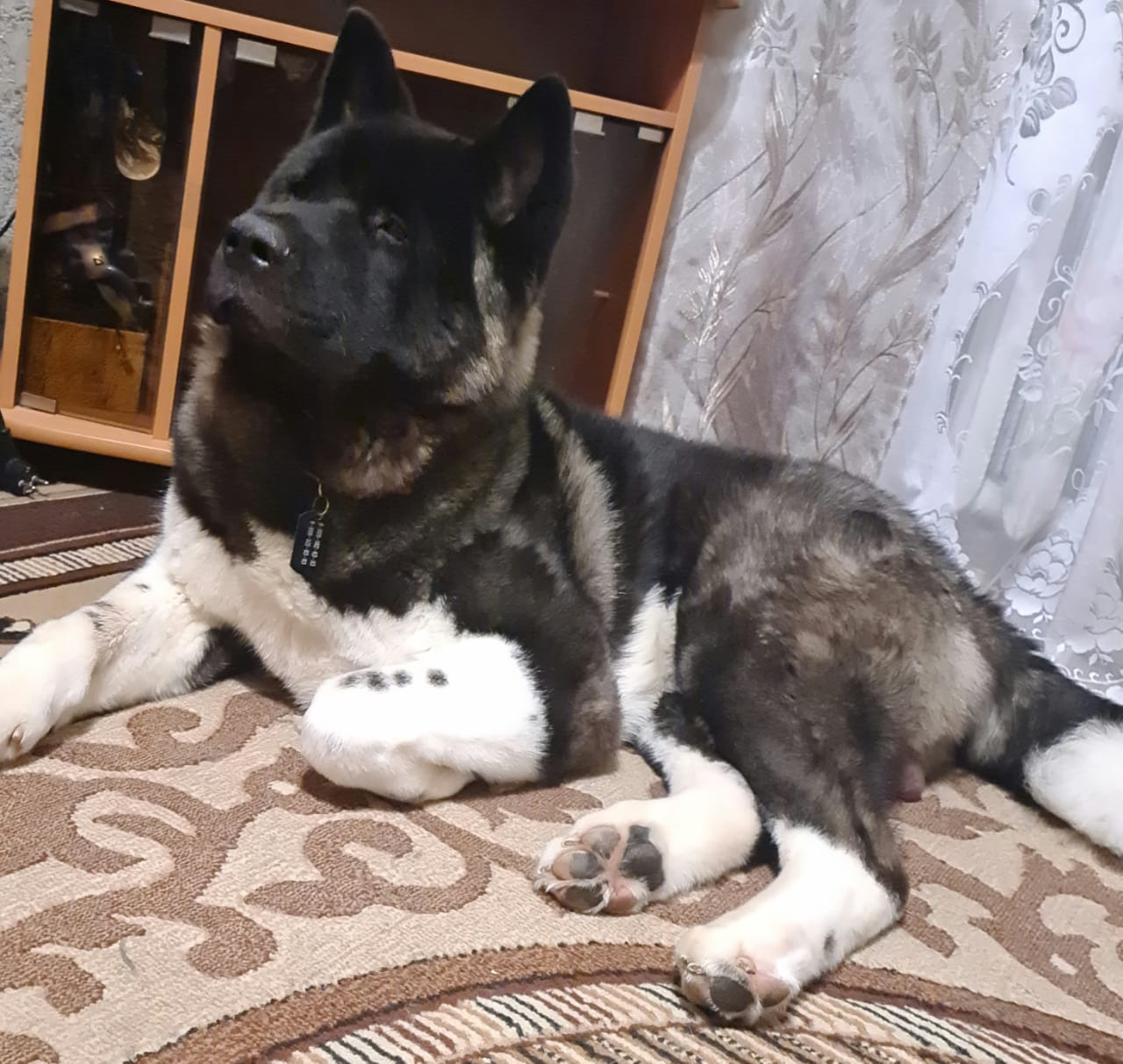 Rubylight Grom Американская акита питомник Рубилайт