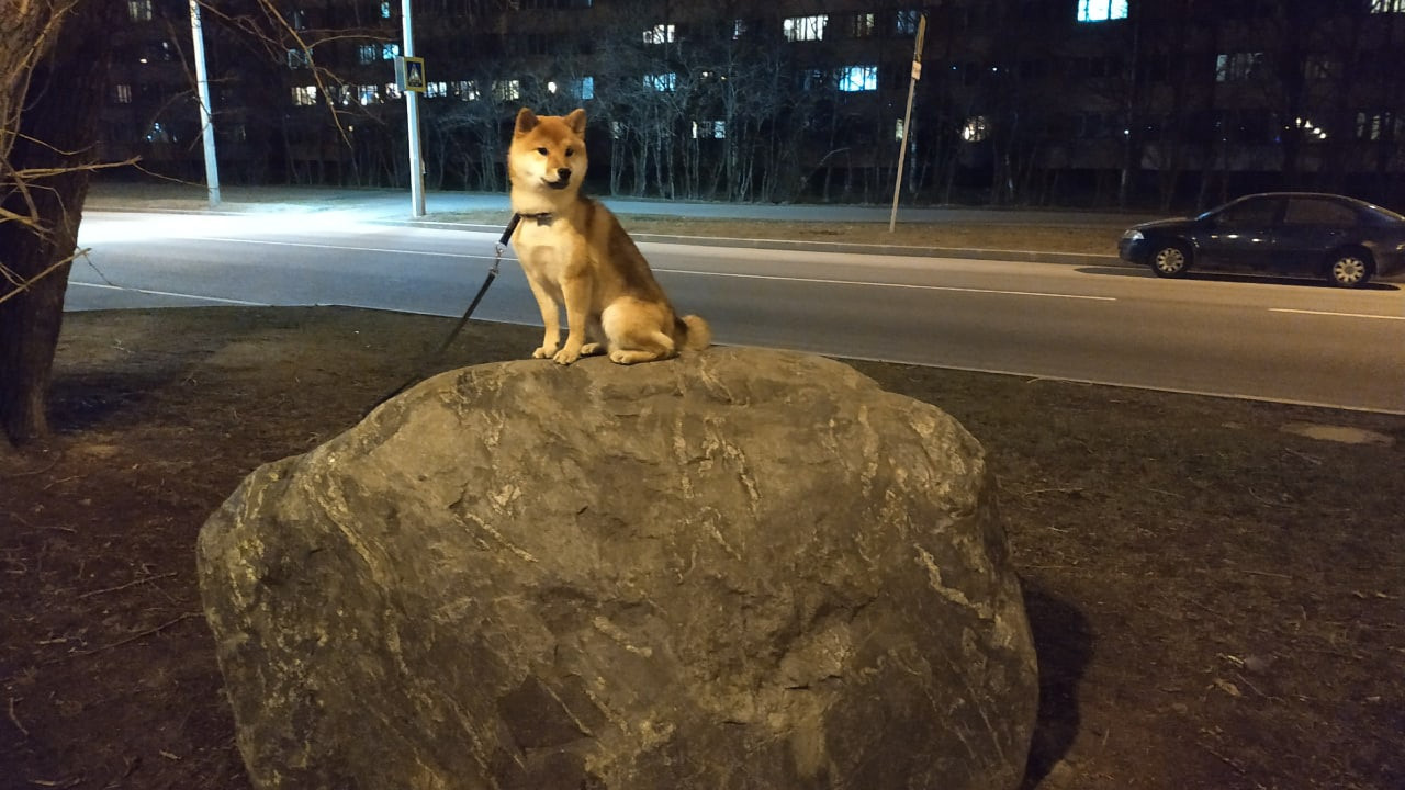 Сиба питомник RUBYLIGHT. Американская акита I Сиба ину I Питомник RUBYLIGHT