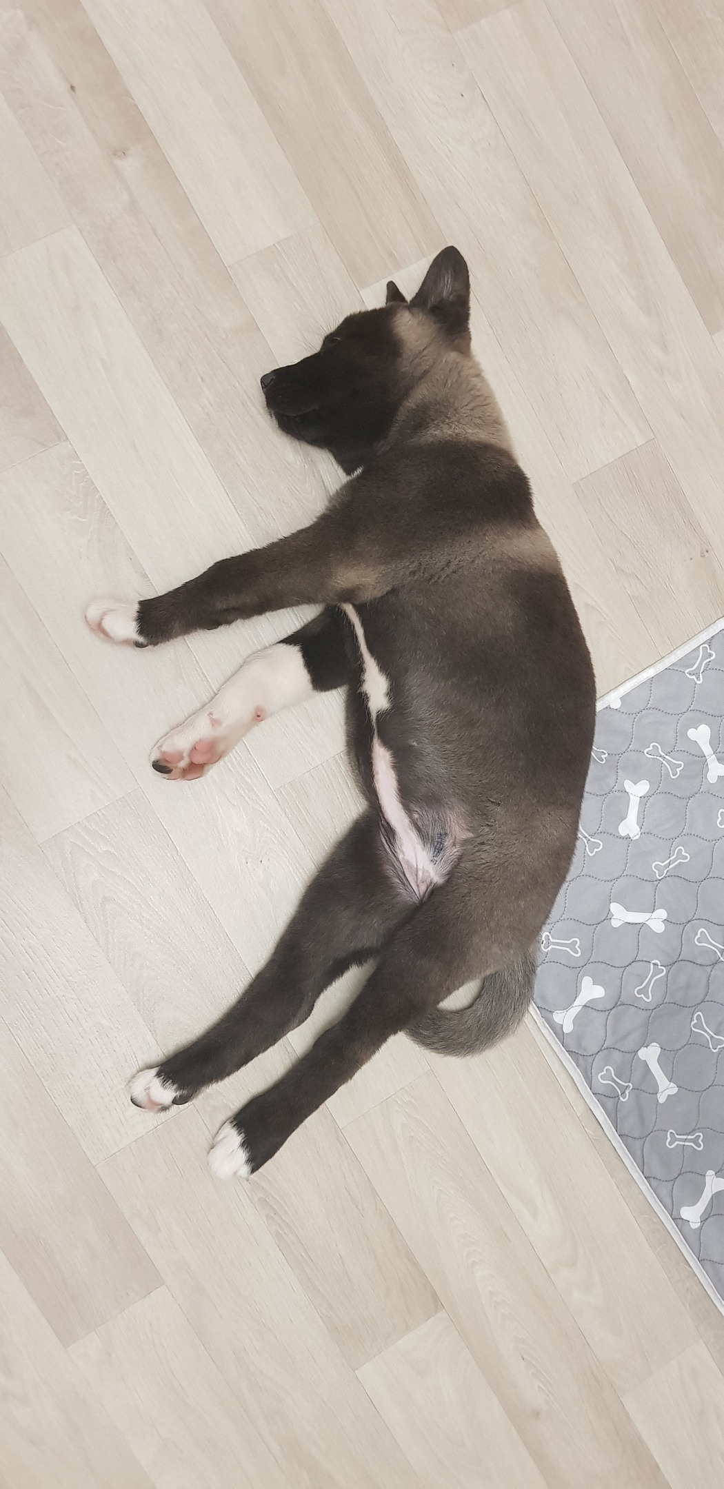 Американская акита питомник RUBYLIGHT. Американская акита I Сиба ину I Питомник RUBYLIGHT