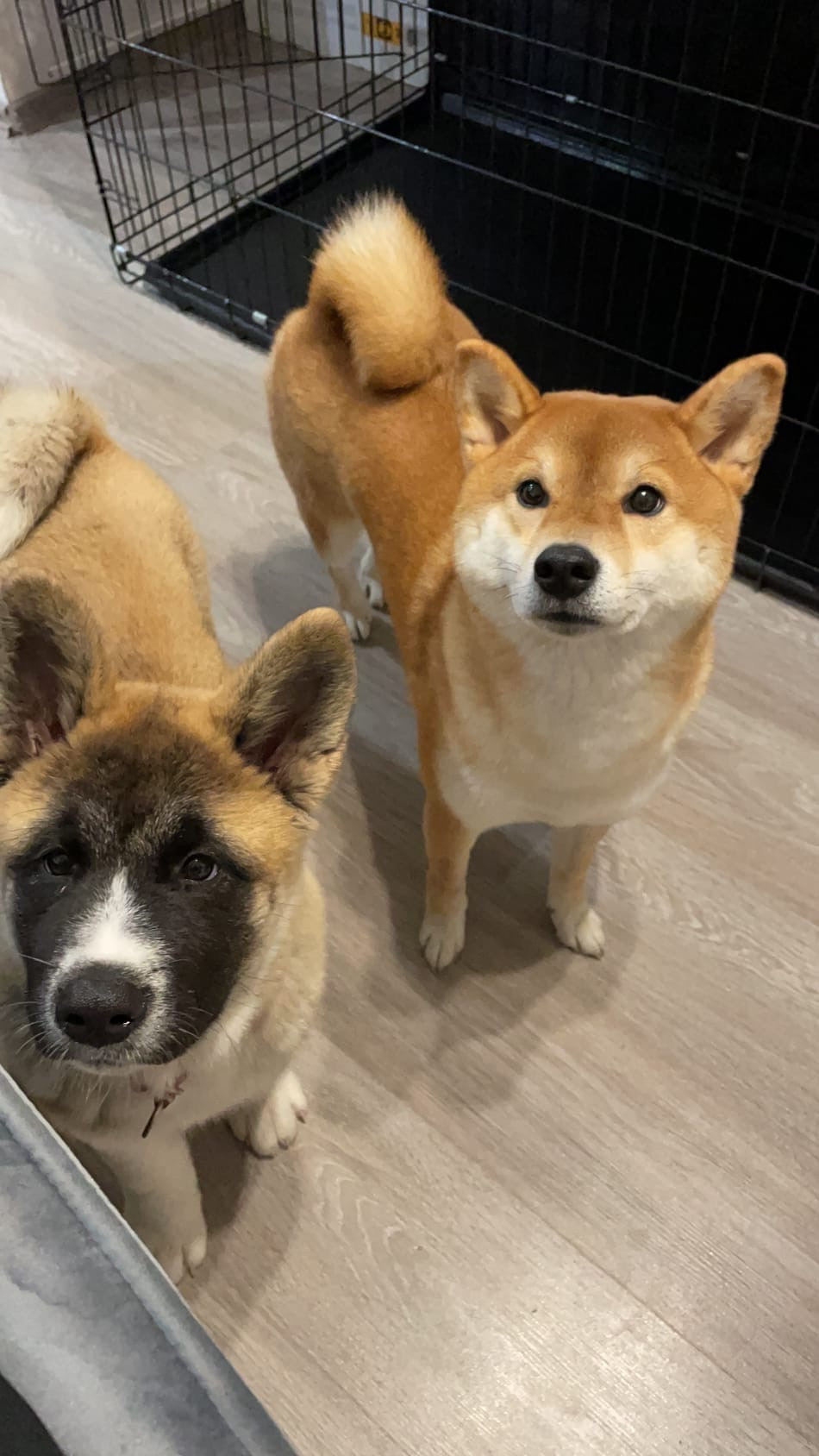 Американская акита питомник RUBYLIGHT. Американская акита I Сиба ину I Питомник RUBYLIGHT