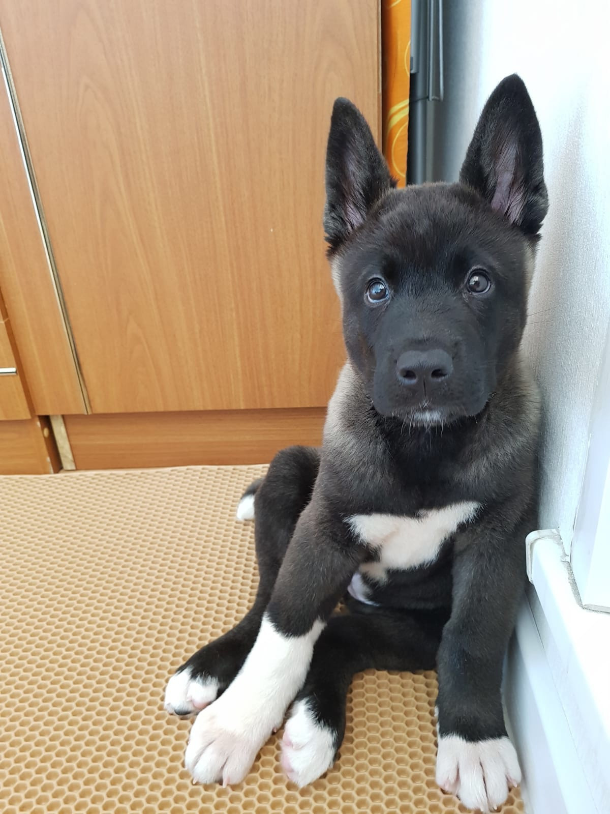 Американская акита питомник RUBYLIGHT. Американская акита I Сиба ину I Питомник RUBYLIGHT