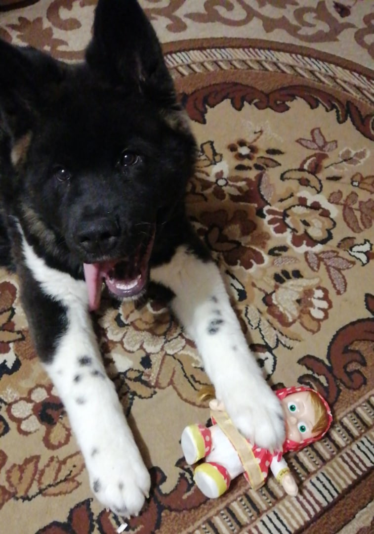 Rubylight Grom Американская акита питомник Рубилайт