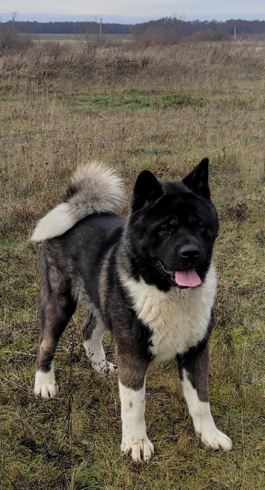 МЭР * Alter Real Merkurу  американская акита рубилайт rubylight акита вязка щенки