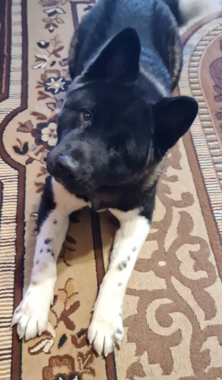 Rubylight Grom Американская акита питомник Рубилайт