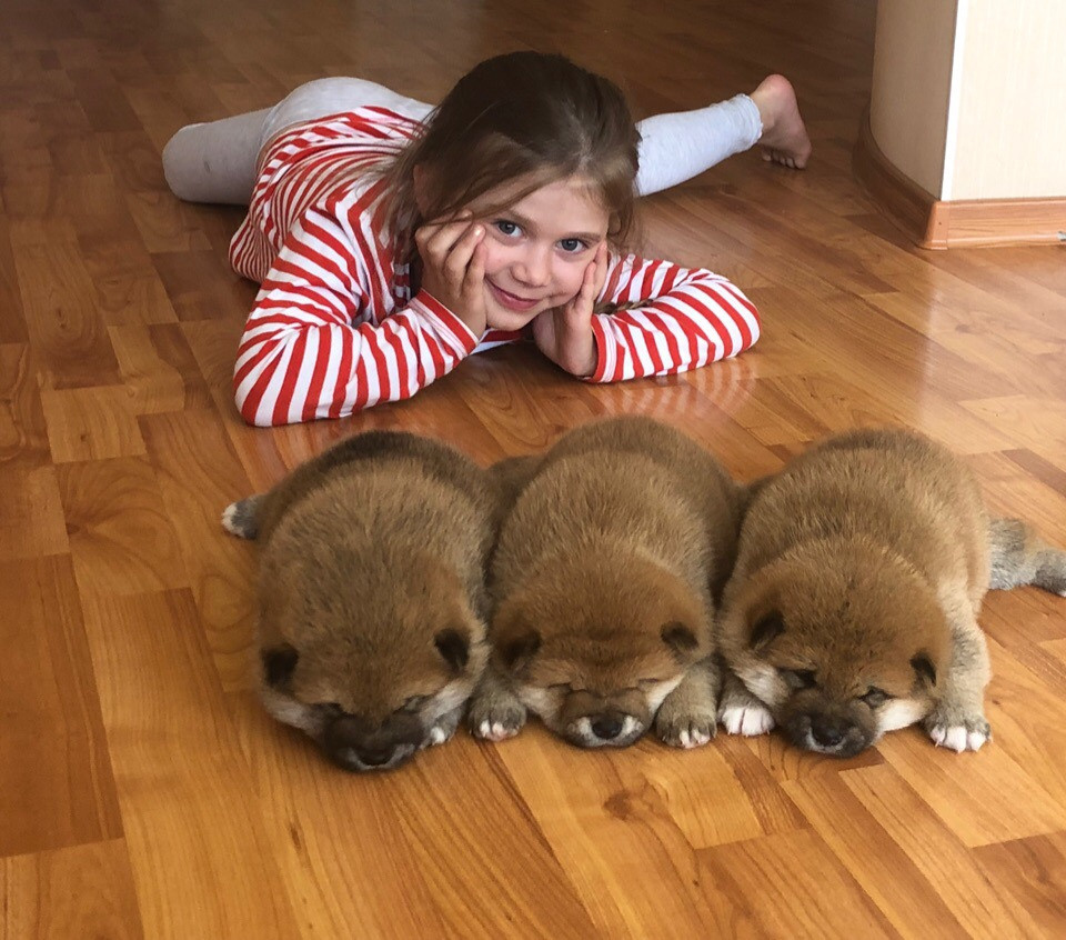 Локи * Shiomaru EVER DREAM * LOKI RUBYLIGHT KENNEL, St.Petersburg