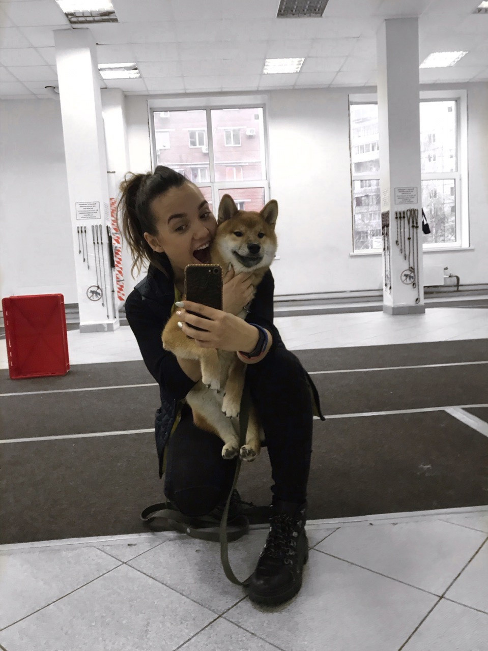 RUBYLIGHT DIN WINCHESTER. AMERICAN AKITA RUBYLIGHT KENNEL I SHIBA-INU