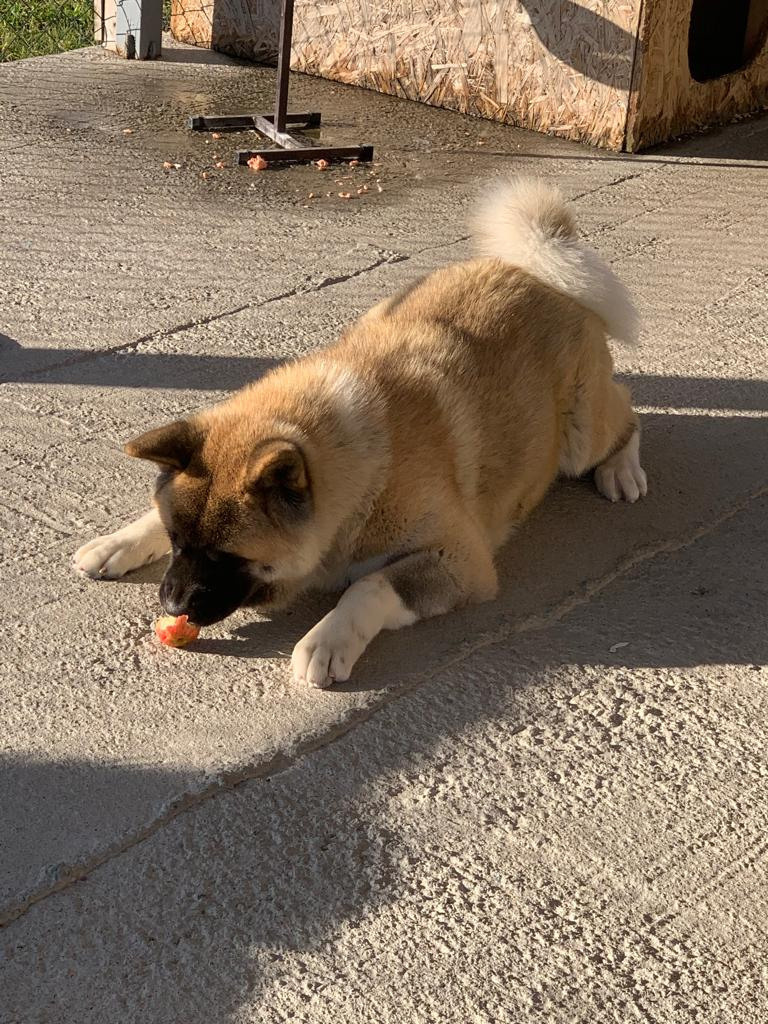 RUBYLIGHT GRACE  & RUBYLIGHT GLORIA. AMERICAN AKITA RUBYLIGHT KENNEL I SHIBA-INU