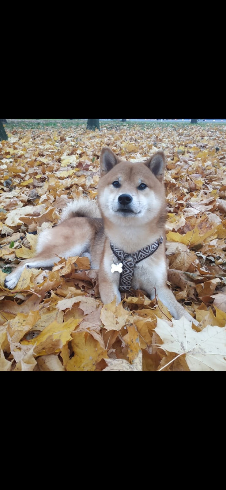 Сиба питомник RUBYLIGHT. Американская акита I Сиба ину I Питомник RUBYLIGHT