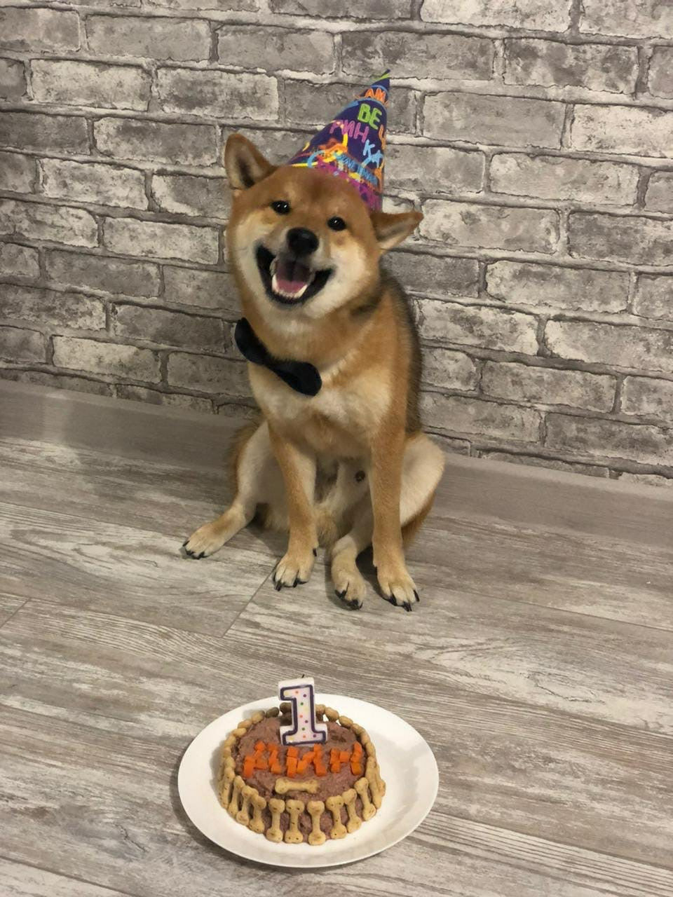 RUBYLIGHT DIN WINCHESTER. AMERICAN AKITA RUBYLIGHT KENNEL I SHIBA-INU