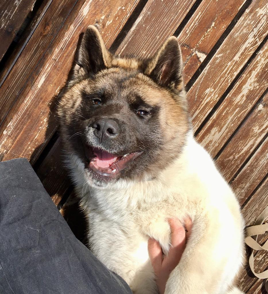 Американская акита питомник RUBYLIGHT. Американская акита I Сиба ину I Питомник RUBYLIGHT