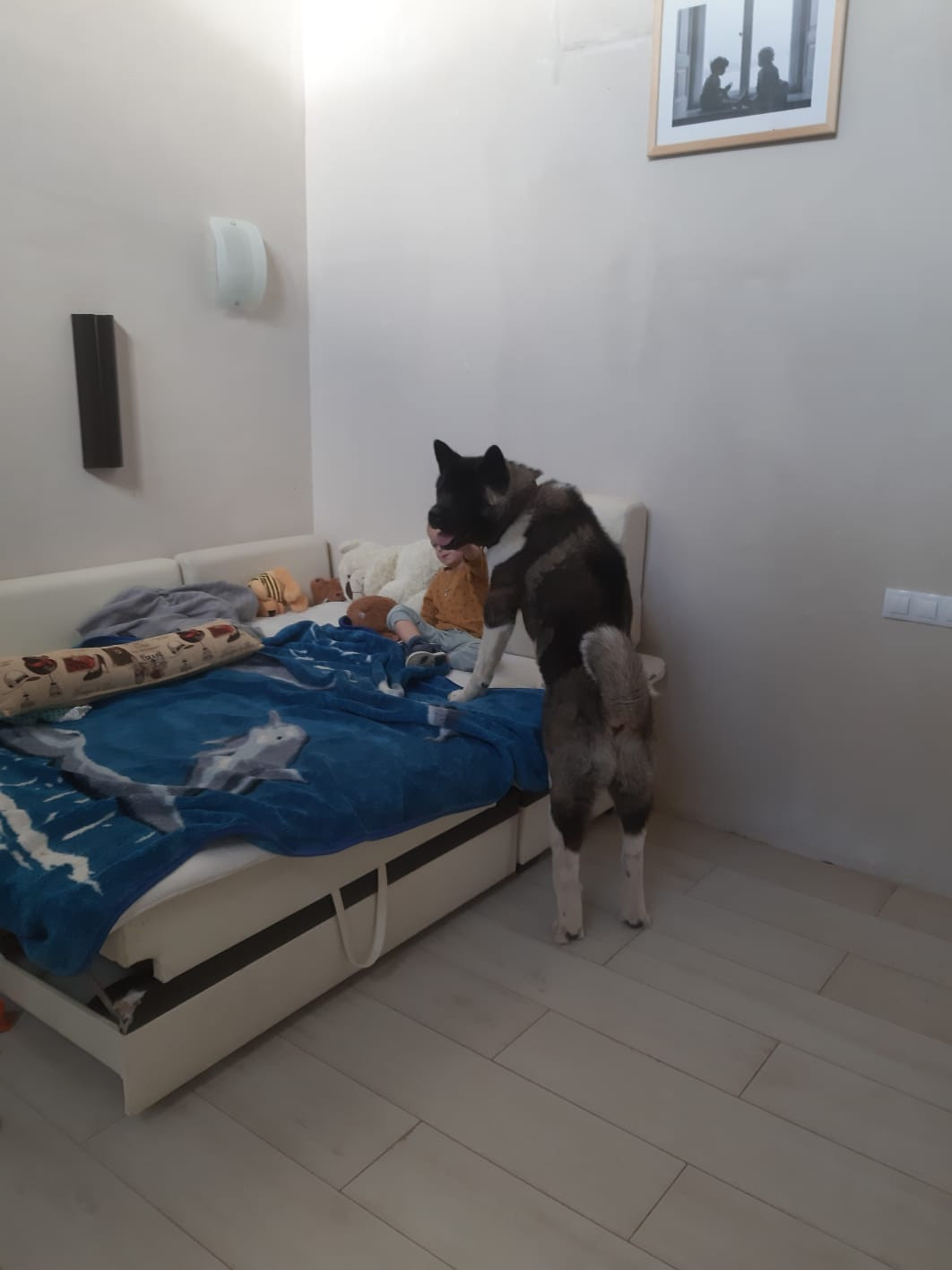 RUBYLIGHT GARRY * Гарри. AMERICAN AKITA RUBYLIGHT KENNEL I SHIBA-INU