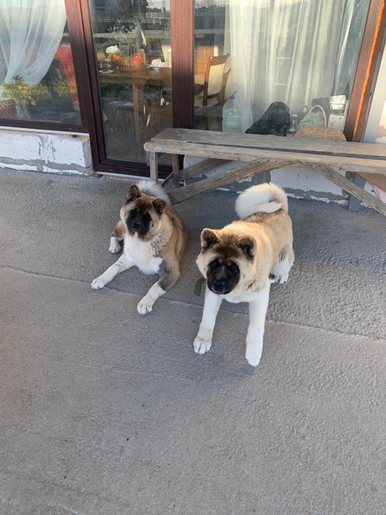 RUBYLIGHT GRACE  & RUBYLIGHT GLORIA. AMERICAN AKITA RUBYLIGHT KENNEL I SHIBA-INU