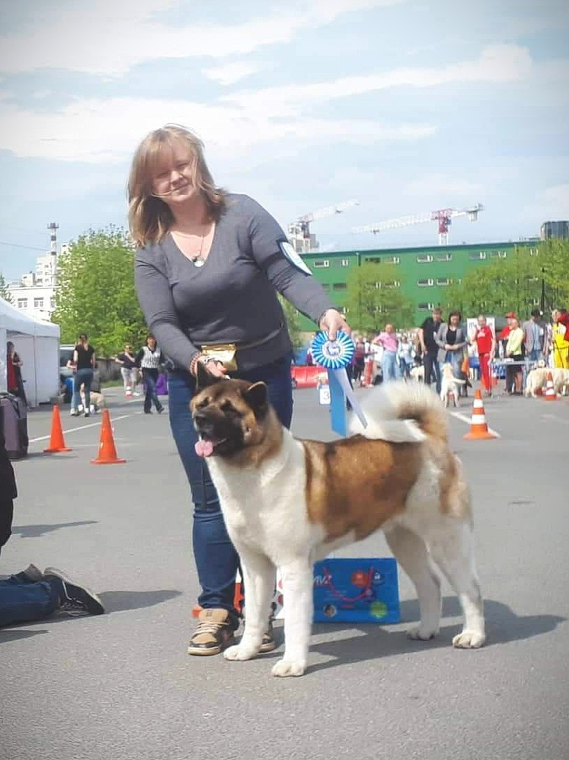 Американская акита питомник RUBYLIGHT. Американская акита I Сиба ину I Питомник RUBYLIGHT