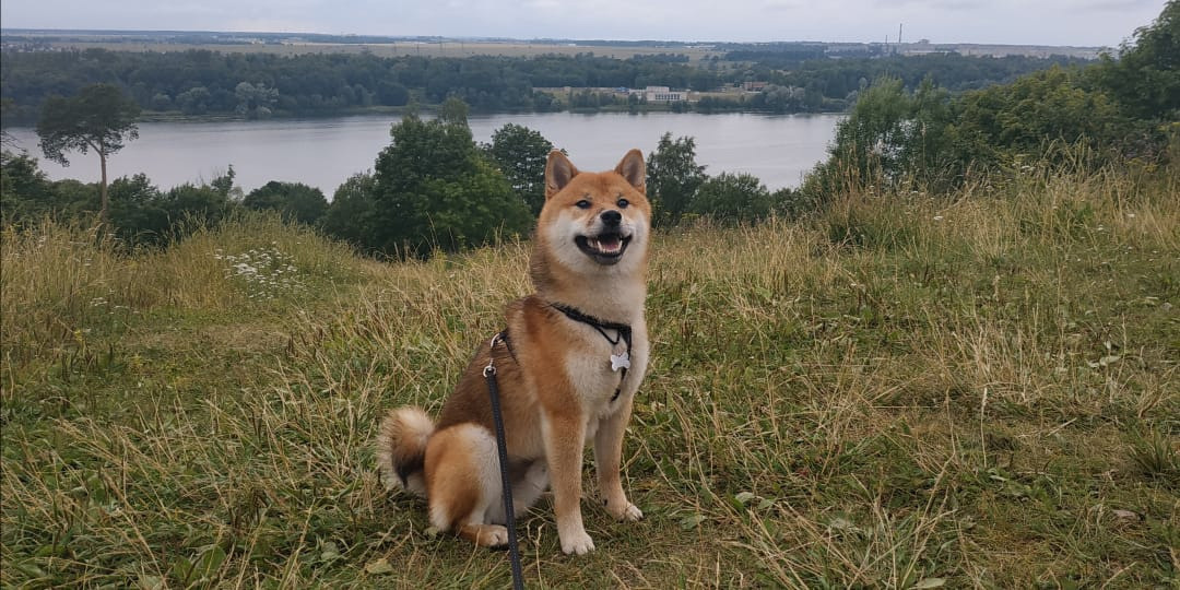 Сиба питомник RUBYLIGHT. Американская акита I Сиба ину I Питомник RUBYLIGHT