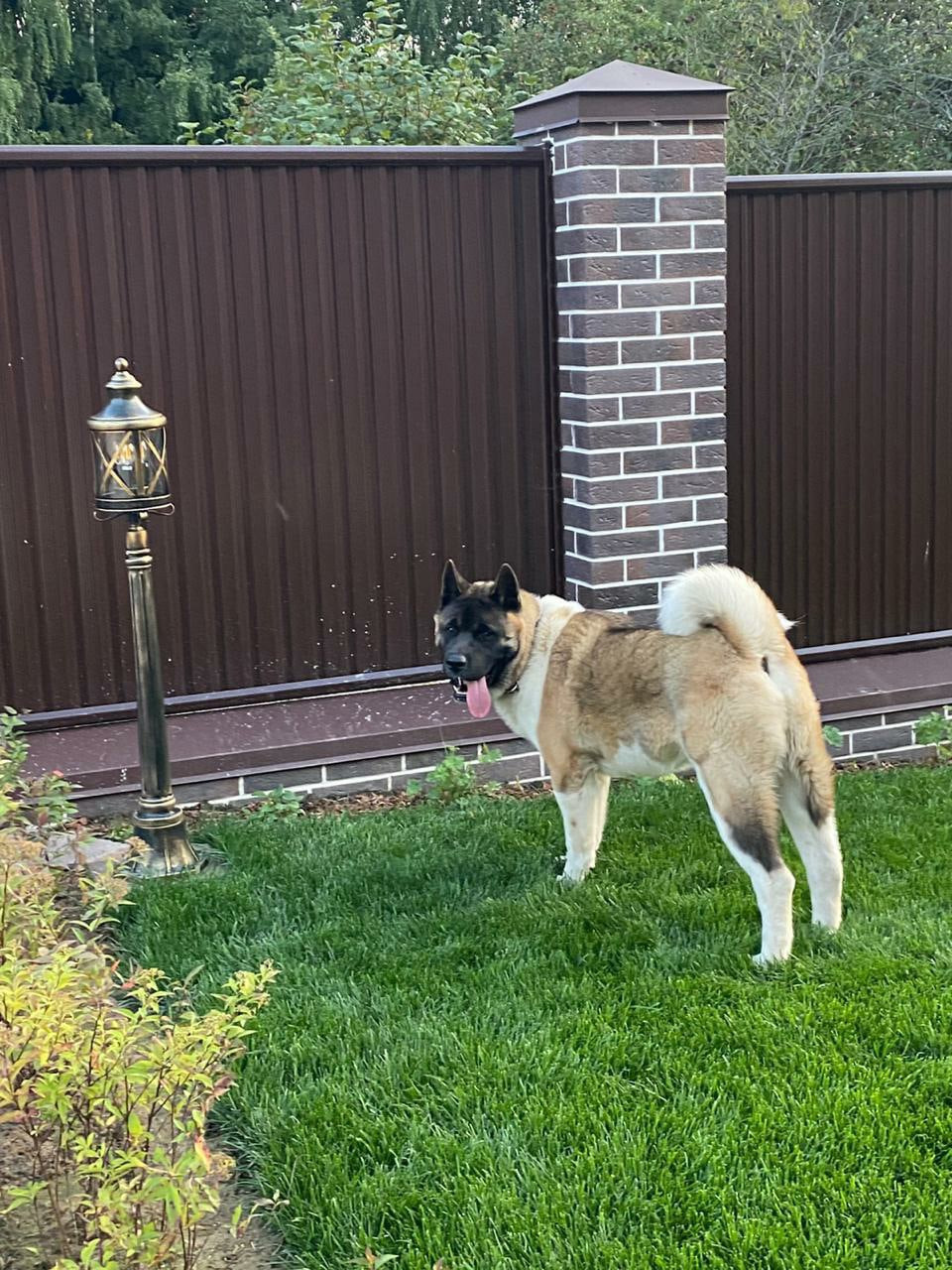 Американская акита питомник RUBYLIGHT. Американская акита I Сиба ину I Питомник RUBYLIGHT