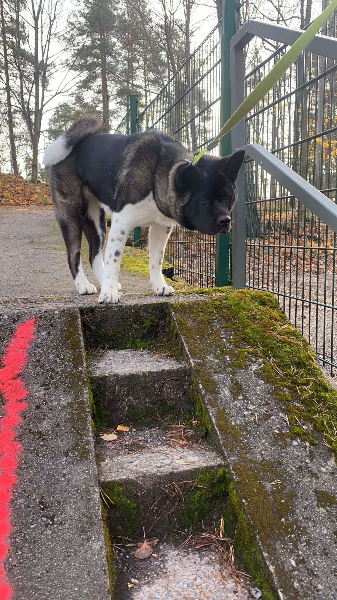 RUBYLIGHT GROZA * Мира. AMERICAN AKITA RUBYLIGHT KENNEL I SHIBA-INU