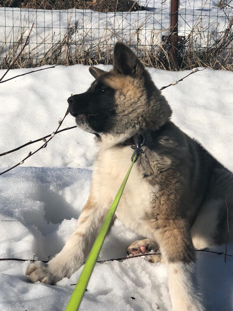 RUBYLIGHT BISHAMON * Тиль. AMERICAN AKITA RUBYLIGHT KENNEL I SHIBA-INU
