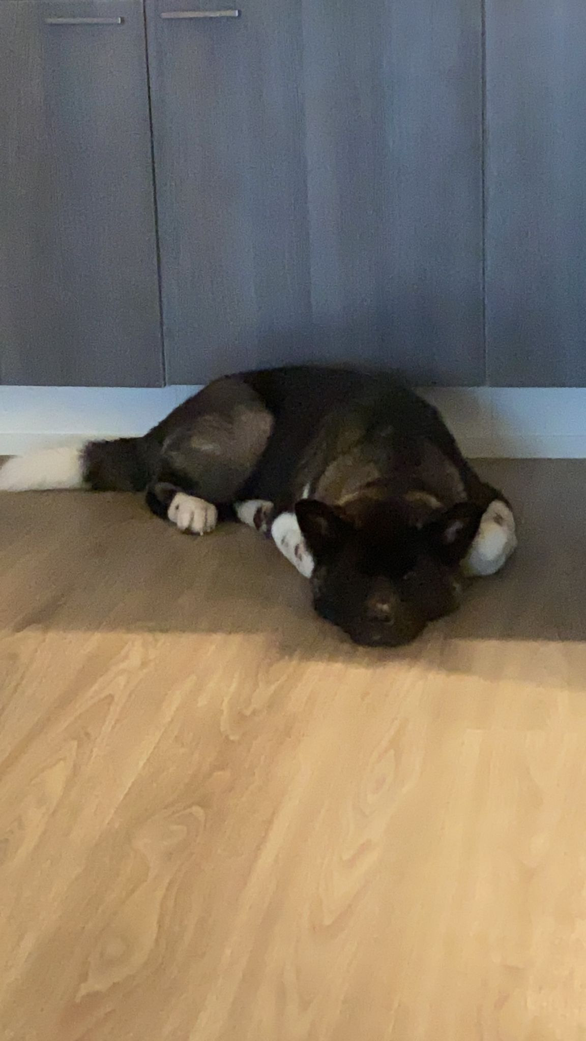 RUBYLIGHT GROZA * Мира. AMERICAN AKITA RUBYLIGHT KENNEL I SHIBA-INU