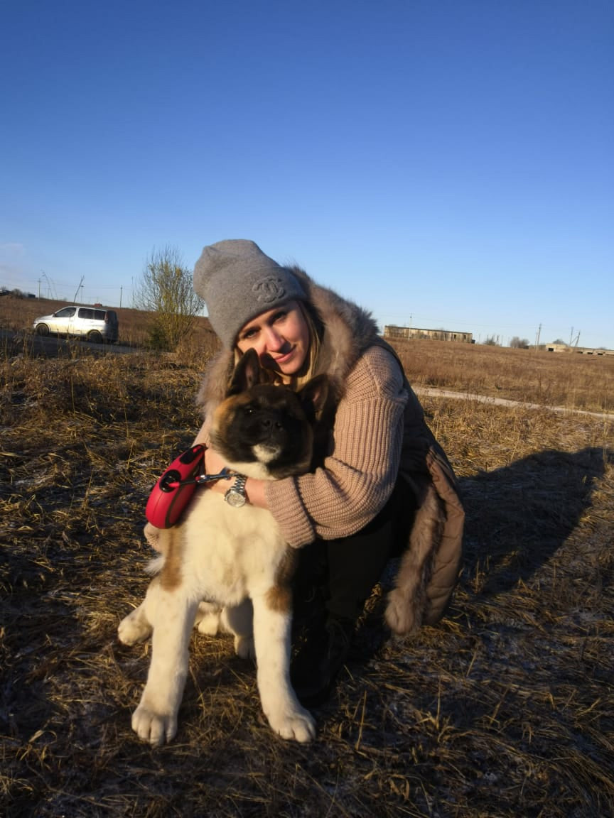 Американская акита питомник RUBYLIGHT. Американская акита I Сиба ину I Питомник RUBYLIGHT