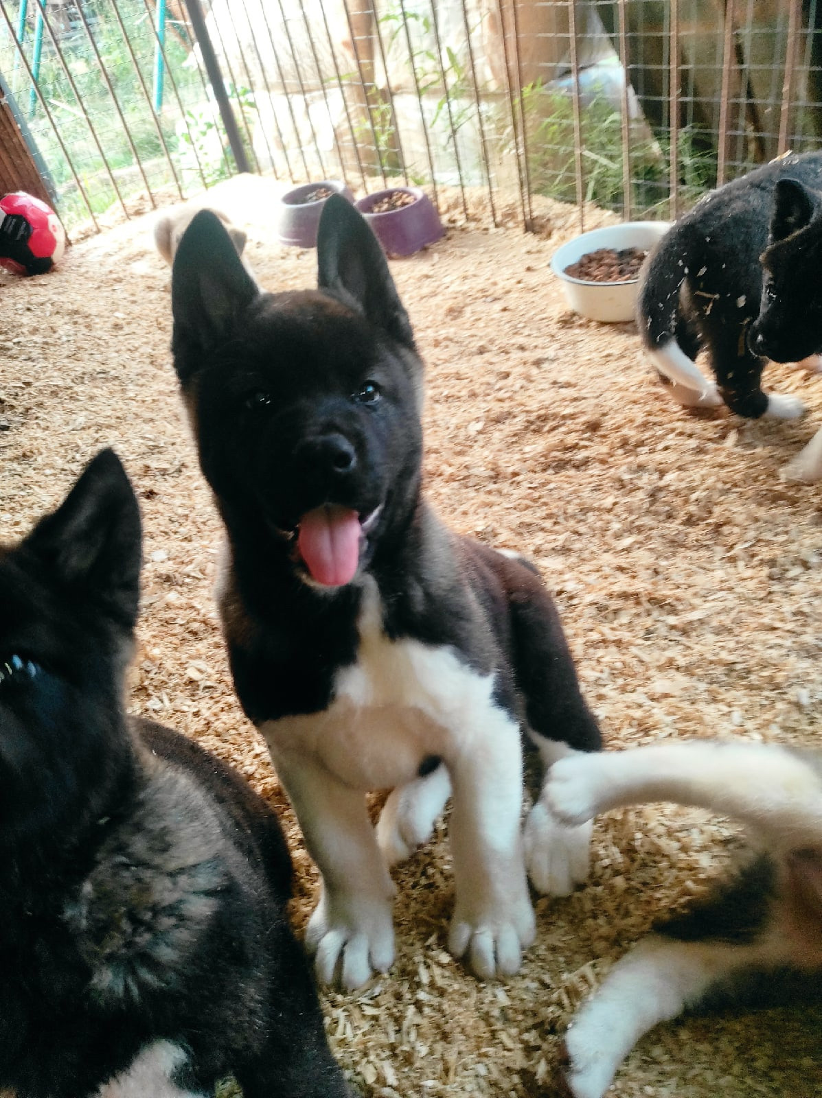 RUBYLIGHT Kamillus, дата рождения 09.06.2021Отец: Alter Real MercuryМать: Infinit Happy, Американская Акита RUBYLIGHT Санкт-Петербург